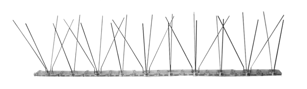 ave, machío, barcelona, pinchos, palomas