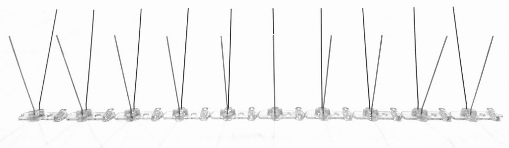 ave, machío, barcelona, pinchos, palomas