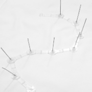 ave, machío, barcelona, pinchos, palomas