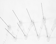 ave, machío, barcelona, pinchos, palomas